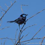 Splendid Fairy-wren; a male in breeding plumage.