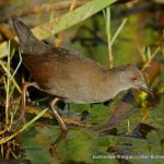 Spotless Crake.