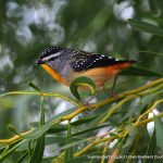 Spotted Pardalote - Mosman Park Bushland.