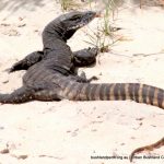 Southern Heath Monitor.