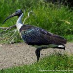 Straw-necked Ibis - Herdsman Lake.