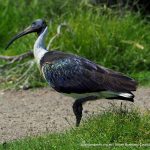 Straw-necked Ibis.