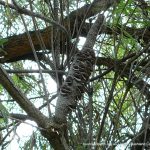 Swamp Banksia (Banksia littoralis).