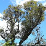 Swamp Banksia (Banksia littoralis).