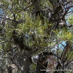 Swamp Banksia (Banksia littoralis).