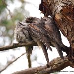 Tawny Frogmouth - Lake Herdsman.