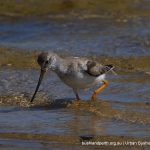 Terek Sandpiper - Point Walter Spit.