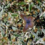 Theclinesthes serpentata.