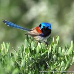 Purple-backed Fairy-wren. Mosman Park Bushland.