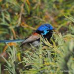 Variegated Fairy-wren families.