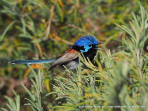 Variegated Fairy-wren families.