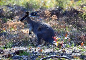 Western Brush Wallaby.