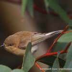 Western Gerygone - Baigup Wetlands.