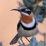 Western Spinebill.