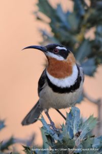 Western Spinebill.