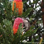 Firewood Banksia (Banksia menziesii).