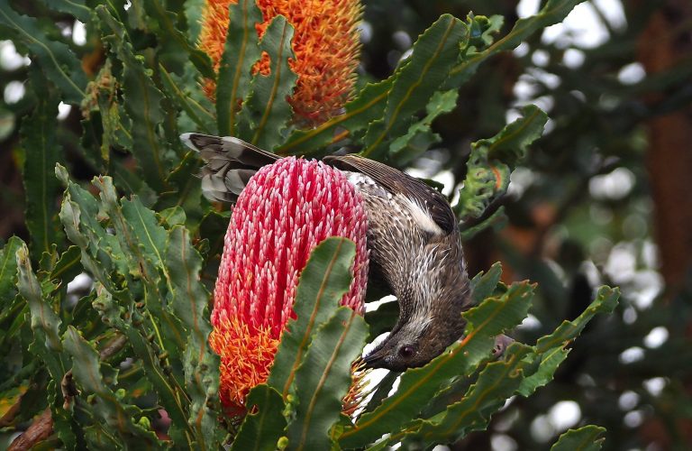 Firewood Banksia (Banksia menziesii).