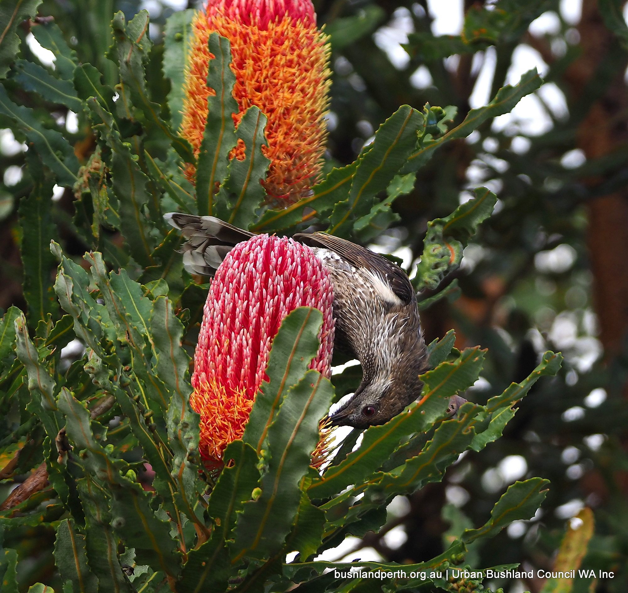 Firewood Banksia (Banksia menziesii).