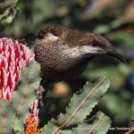 Western Wattlebird - Inglewood Triangle.