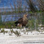 Whistling Kite - Lake Walyungup.