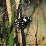 White-cheeked Honeyeater.