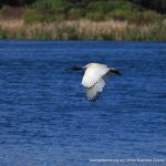 Australian White Ibis.