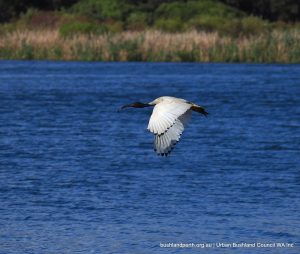 Australian White Ibis.