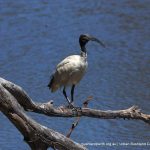 White Ibis.