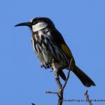 White-cheeked Honeyeater - Warnbro