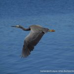 White-faced Heron.