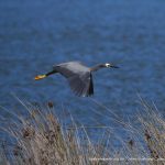 White-faced Heron - Lake Walyungup.