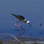 White-headed Stilt are common.