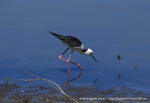 White-headed Stilt are common.