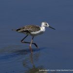 Juvenile White-headed Stilt.