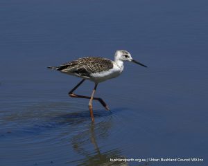 Juvenile White-headed Stilt.