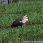 White-necked Heron - North Lake.