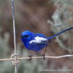 White-winged Fairy Wren.