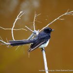 Willie Wagtail - Lake Claremont.