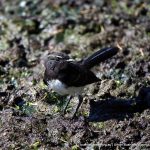 Willie Wagtail.