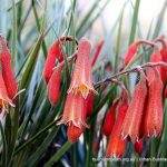 Winter Bell (Blancoa canescens).