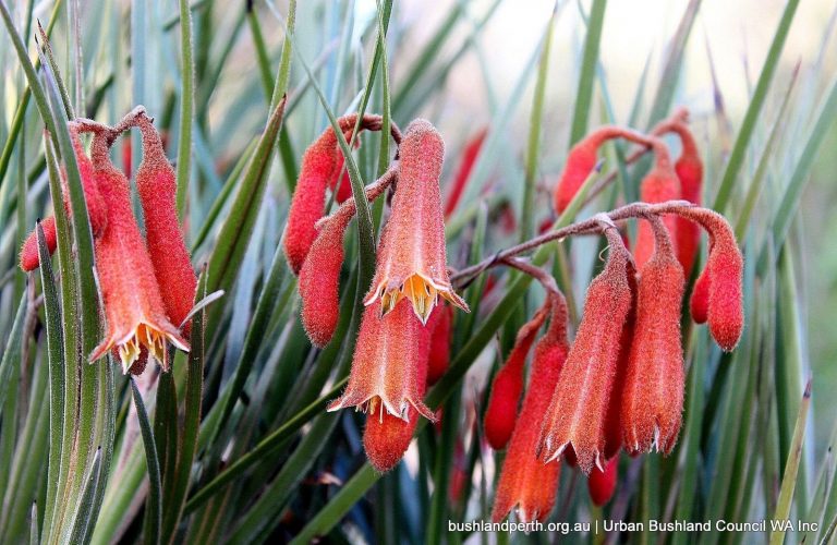 Winter Bell (Blancoa canescens).