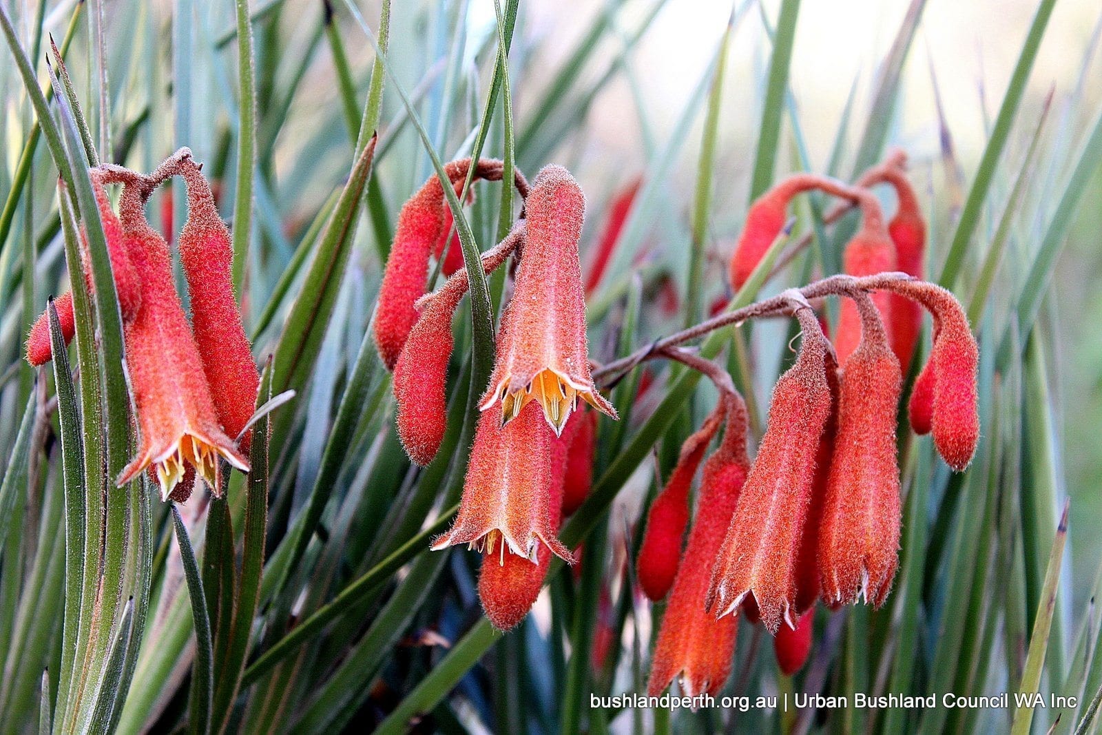 Winter Bell (Blancoa canescens).