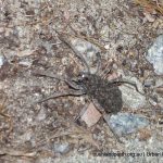 Wolf spider with babies on her back. During nightstalk 2014.