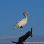 Yellow-billed Spoonbill - Ashfield Flats.