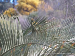 Zamia leaves.