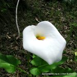 Zantedeschia aethiopica Arum Lily.