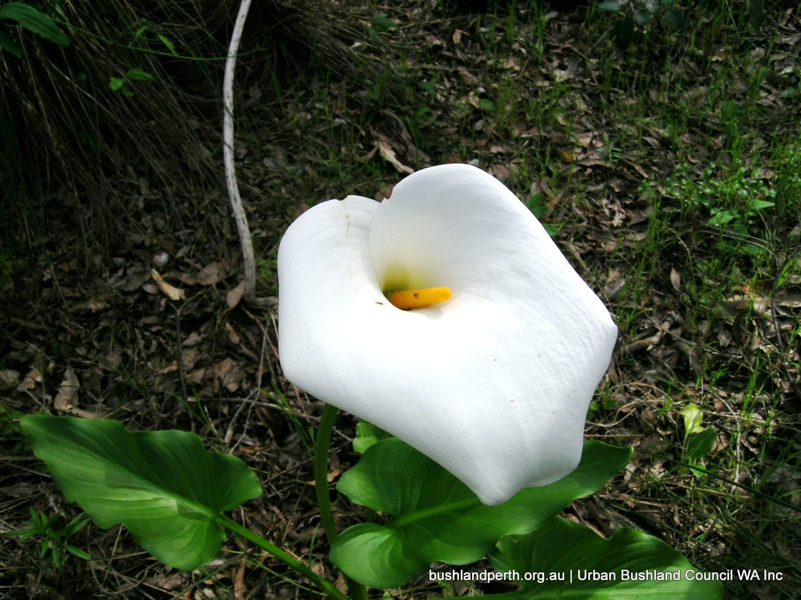 Zantedeschia aethiopica Arum Lily.