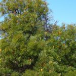 Swamp Banksia (Banksia littoralis).