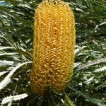 Swamp Banksia (Banksia littoralis).