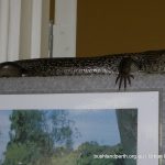 Cottage's resident crevasse skink.